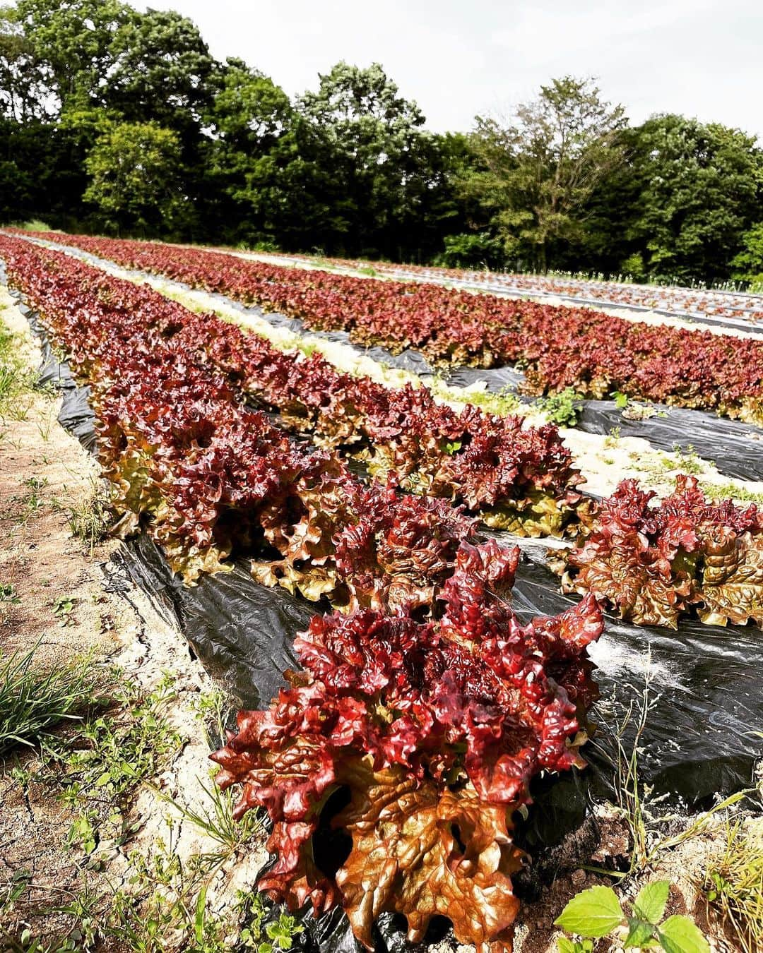 名越康文のインスタグラム：「世羅町のエブリイふぁーむに行ってきたぜ。夜は採れた野菜でヨッサンラーメン。翌る日のお昼は、十八番の焼きそば #エブリイふぁーむ  #世羅町 #ヨッサンラーメン #十八番 #焼きそば」