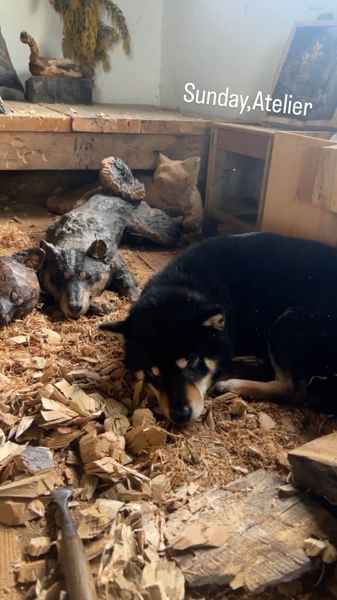 はしもとみおのインスタグラム：「日曜日のアトリエ、 愛しい風景。  #atelier #sunday #dog#dogstagram #shiba #shibainu #wood #woodsculpture #sculpture #miohashimoto #黒柴月くん」