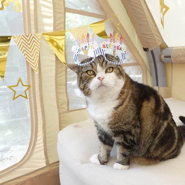 のインスタグラム：「まるの誕生日にたくさんのお祝いメッセージをありがとうございます！ まる16才のお誕生日会を開きました。  Thank you for all the congratulatory messages on Maru's birthday! We held Maru's 16th birthday party.  動画はこちらからご覧いただけます！ You can watch the party on this video! https://youtu.be/APEecXNLd1o」