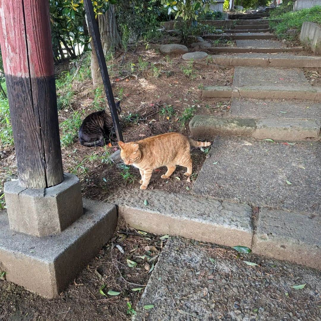 三宅裕子さんのインスタグラム写真 - (三宅裕子Instagram)「🐱⸜‪🌱‬⸝⁡ ⁡⁡ お久しぶりな猫ちゃん。⁡ ⁡⁡ ⁡ ⁡すっかり大きくなりました😊 ⁡⁡神社の猫ちゃん達も(pic.5-7) ⁡ ⁡元気にしています♡⁡⁡ ⁡ ⁡今週は雨続き。。⁡ ⁡ これから梅雨もあるし ⁡地域猫ちゃんにとって ⁡大変な季節。⁡ できることをしていきたいな。⁡  動物ってただ生きてるだけで たくさんの⁡癒しやバワーをくれて⁡⁡ いつでも⁡優しくて 本当にすごいなと思う😊⁡ ⁡⁡ ⁡🐰ツキちゃんも ⁡また載せますね♡⁡ ⁡ ⁡⁡⁡ ⁡⁡いつもありがとう😊 ⁡ ⁡.*･ﾟ　.ﾟ･*.⁡ ⁡⁡ ⁡ #猫好きさんと繋がりたい⁡ ⁡ #地域猫⁡ ⁡ #にゃんすたぐらむ⁡ ⁡ #癒し猫⁡ ⁡ #さくらねこ ⁡ ⁡ #さくらねこは愛され猫 ⁡ ⁡ #神社仏閣 ⁡  ⁡#神社と猫⁡ ⁡ #猫が好き⁡ ⁡ #にゃんこ ⁡ ⁡ #今日のにゃんこ⁡ ⁡ #にゃんこ部 ⁡ ⁡⁡ ⁡」5月28日 15時44分 - yuko_miyake