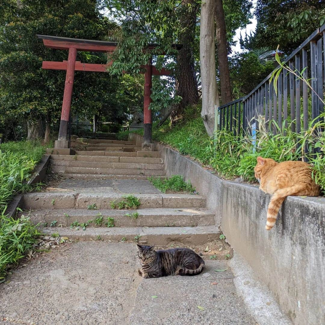 三宅裕子さんのインスタグラム写真 - (三宅裕子Instagram)「🐱⸜‪🌱‬⸝⁡ ⁡⁡ お久しぶりな猫ちゃん。⁡ ⁡⁡ ⁡ ⁡すっかり大きくなりました😊 ⁡⁡神社の猫ちゃん達も(pic.5-7) ⁡ ⁡元気にしています♡⁡⁡ ⁡ ⁡今週は雨続き。。⁡ ⁡ これから梅雨もあるし ⁡地域猫ちゃんにとって ⁡大変な季節。⁡ できることをしていきたいな。⁡  動物ってただ生きてるだけで たくさんの⁡癒しやバワーをくれて⁡⁡ いつでも⁡優しくて 本当にすごいなと思う😊⁡ ⁡⁡ ⁡🐰ツキちゃんも ⁡また載せますね♡⁡ ⁡ ⁡⁡⁡ ⁡⁡いつもありがとう😊 ⁡ ⁡.*･ﾟ　.ﾟ･*.⁡ ⁡⁡ ⁡ #猫好きさんと繋がりたい⁡ ⁡ #地域猫⁡ ⁡ #にゃんすたぐらむ⁡ ⁡ #癒し猫⁡ ⁡ #さくらねこ ⁡ ⁡ #さくらねこは愛され猫 ⁡ ⁡ #神社仏閣 ⁡  ⁡#神社と猫⁡ ⁡ #猫が好き⁡ ⁡ #にゃんこ ⁡ ⁡ #今日のにゃんこ⁡ ⁡ #にゃんこ部 ⁡ ⁡⁡ ⁡」5月28日 15時44分 - yuko_miyake