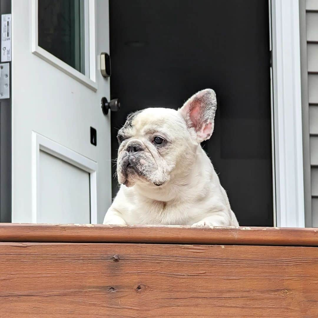 Manny The Frenchieさんのインスタグラム写真 - (Manny The FrenchieInstagram)「Spending the weekend sitting on the deck enjoying the fresh air and watching my sister run around. Happy memorial day weekend!」5月29日 2時49分 - manny_the_frenchie