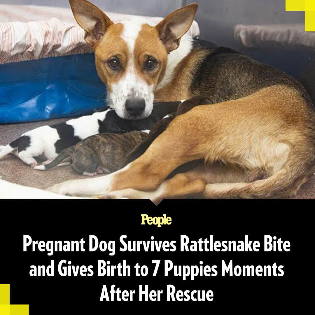 People Magazineさんのインスタグラム写真 - (People MagazineInstagram)「Molly the dog is an unstoppable mom. 🐶 The rescue pooch is recuperating at the Arizona Humane Society's Mutternity Suites — a "medically supervised area for pregnant and nursing dogs to give birth and care for their puppies" — after a harrowing birth experience, according to the rescue.  Arizona Humane Society (AHS) first learned about Molly from a local emergency animal clinic, which took in the heavily pregnant homeless animal after a rattlesnake bit the canine.  By the time AHS's Emergency Animal Medical Technicians™ (EAMT) arrived at the clinic to assist Molly, the dog had received antivenom treatment and given birth to three puppies.  Learn more about Molly's story in our bio link. | 📷: Arizona Humane Society」5月29日 2時57分 - people