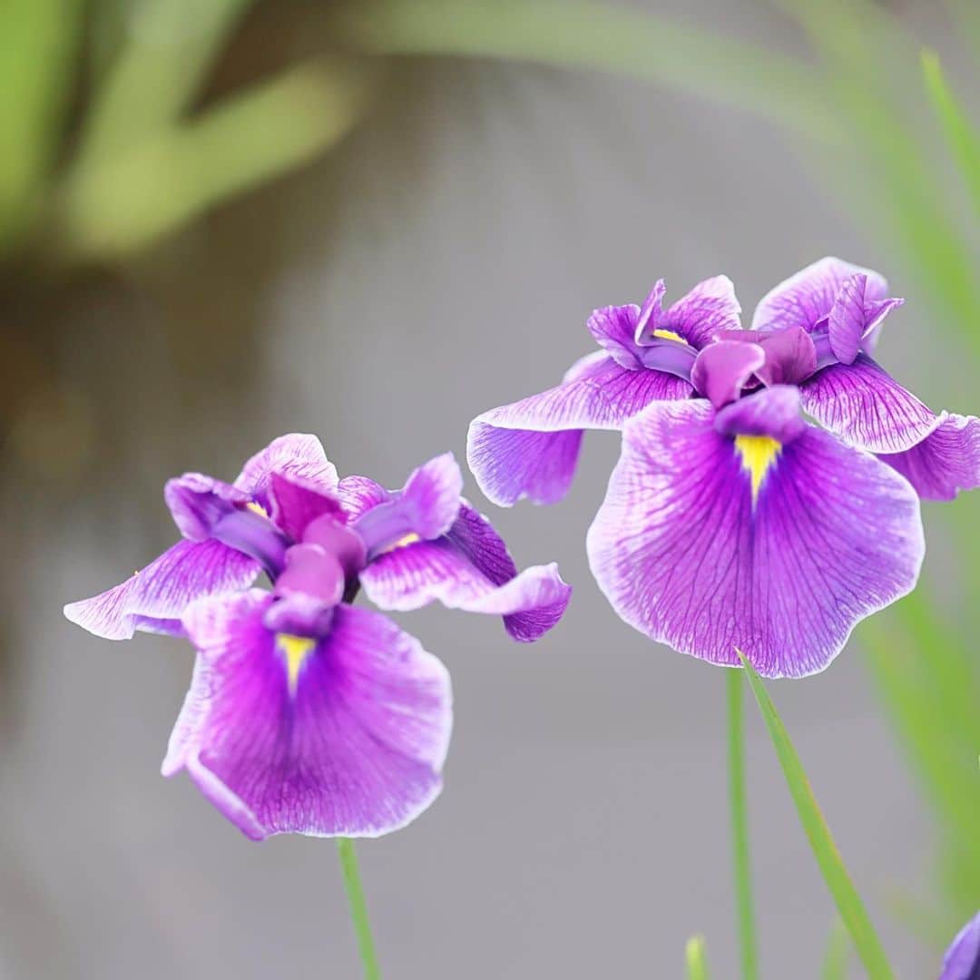 kiccyomuのインスタグラム：「☁️ 2023.05.28 Sun ご近所の 花菖蒲園 #花菖蒲 の咲き始め〜 仲良くならんで📸 まだ開花は少しだけだけどネ😅  最近… コーヒーの自家焙煎を始めました 煎りたて☕️は 香りが良き良き🤗  location #千葉 ❣️ 📷撮影 2023年5月25日」