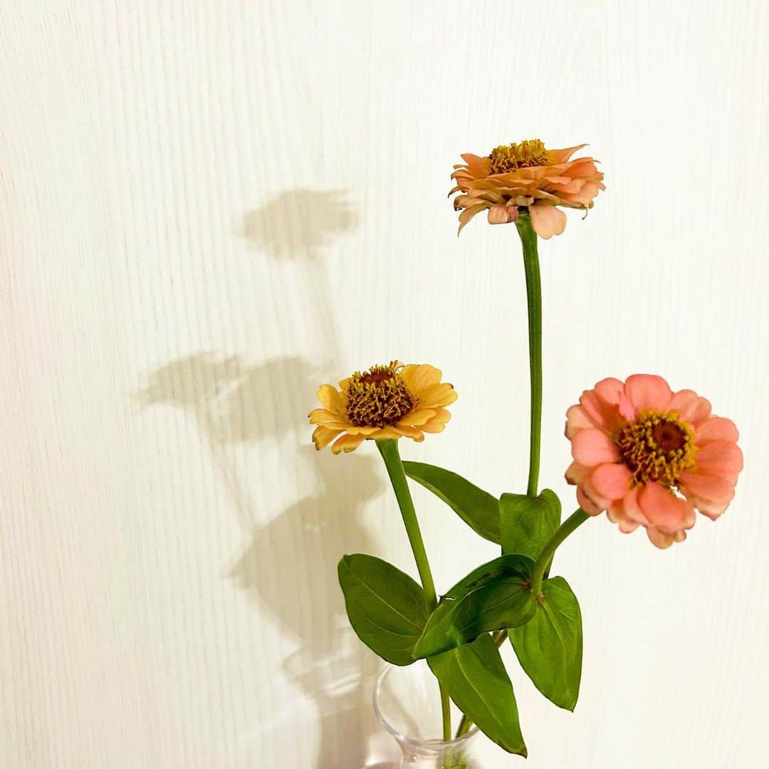 加藤沙知さんのインスタグラム写真 - (加藤沙知Instagram)「最近のお花♪  お花屋さんにお話を伺っていると、 例年よりも早めに市場に出ている花もあるんだとか。  気温の上がり方など、 環境が変わってきている事を感じました。  #花#フラワー#Flower」5月28日 18時30分 - mrt.kato