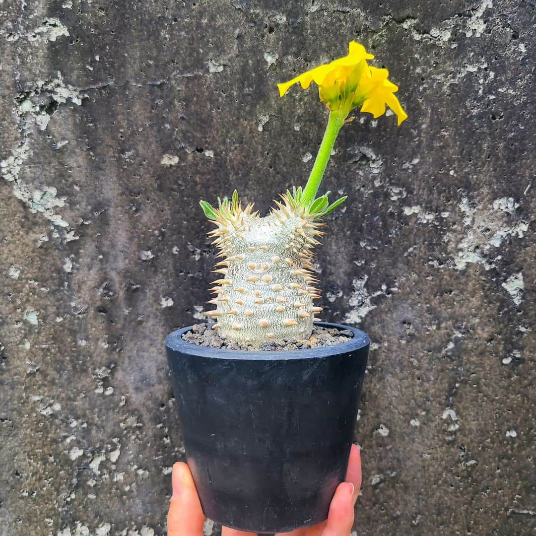 三澄さえのインスタグラム：「パキポディウム　恵比寿大黒  今年も立派な開花🌼 写真撮ったらすぐカット✂️  この夏も大きくなーれ。  #パキポディウム#恵比寿大黒#コーデックス#塊根植物 #多肉植物」