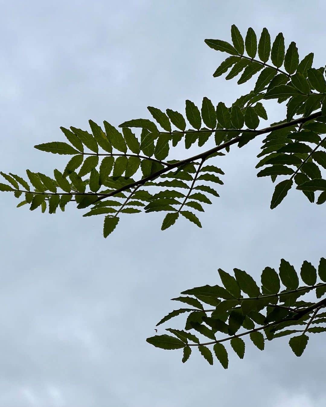 柳家三之助さんのインスタグラム写真 - (柳家三之助Instagram)「筍を頭上に生えている木の芽で食べる。木の芽ビッフェ。#巌邑」5月28日 19時13分 - sannosuke