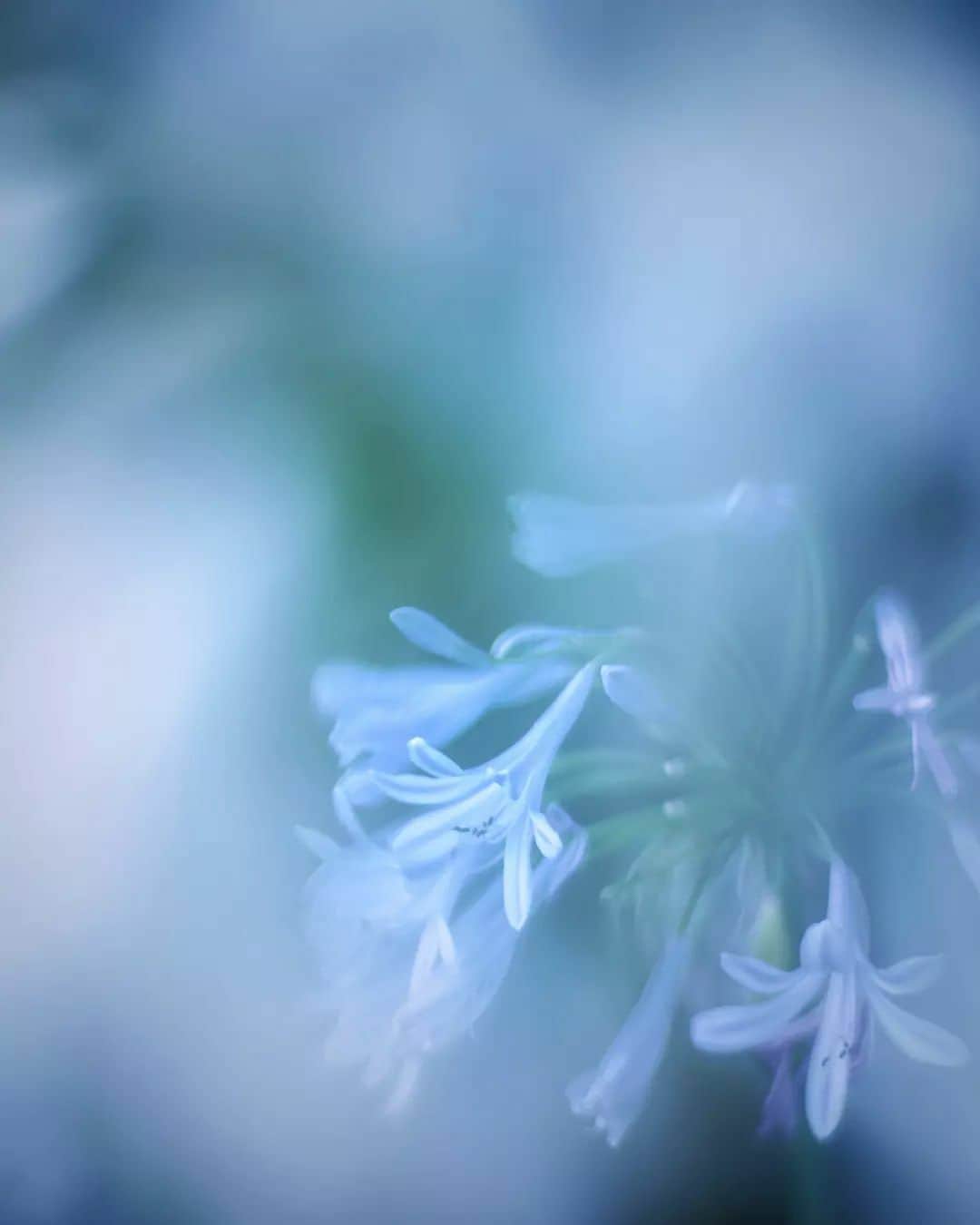 花の写真館のインスタグラム：「Photo by @osmic9394. https://instagram.com/osmic9394/ . Original Post[投稿いただいたURL] https://www.instagram.com/p/CgRZckxvKQC/ . 本アカウントは、 #私の花の写真 をつけてInstagramに投稿された皆さまの花の写真や、「花の写真館」Facebookページで投稿された花の写真を紹介します。 「花の写真館」Facebookページは、「 @floral.photograph 」のプロフィールにあるURLからご覧ください。 . ※各種法令、マナー、関係者の指示に従った撮影をお願いします。 *Please ensure that your photography adheres to all relevant laws, etiquette, and instructions issued by authorized persons. ※本アカウントは東京カメラ部がFacebook、Instagramのサービスを利用して運営しているもので、Meta社・Instagramとは一切関係ありません。 . #花の写真館 #floralphotograph #floralphoto #flower #flowers Follow: @floral.photograph」