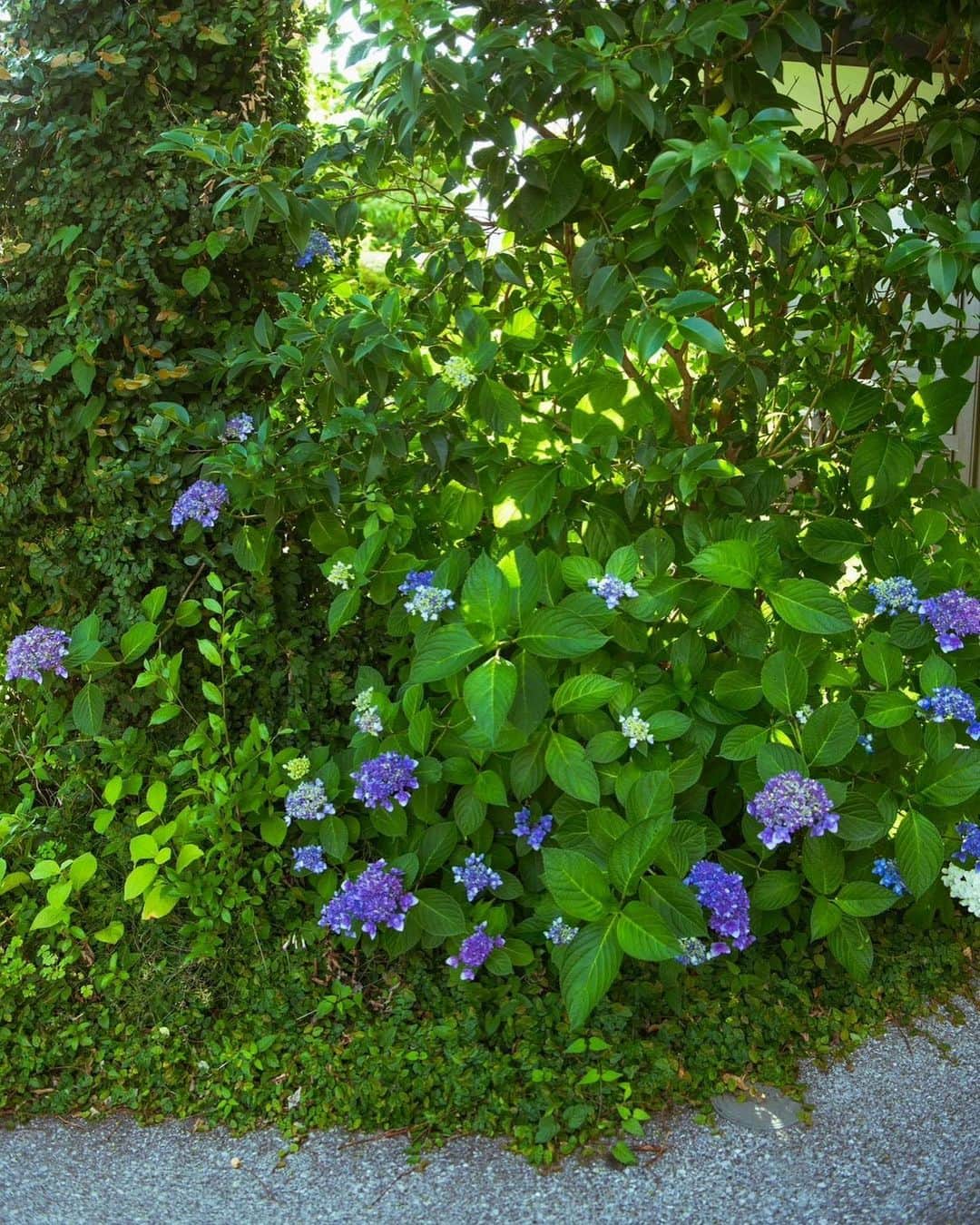 masakiさんのインスタグラム写真 - (masakiInstagram)「sun.28 May.2023 街のあちこちで大好きな紫陽花が 色付いてきてうれしい♡ クロスの店先はブルーの紫陽花💙 我が家はブルー🩵とピンク🩷 アナベルは白🤍とピンクアナベルが ようやく大きくなってきたよ！ 明日からほんとに梅雨入りなの？」5月28日 19時38分 - mogurapicassowols