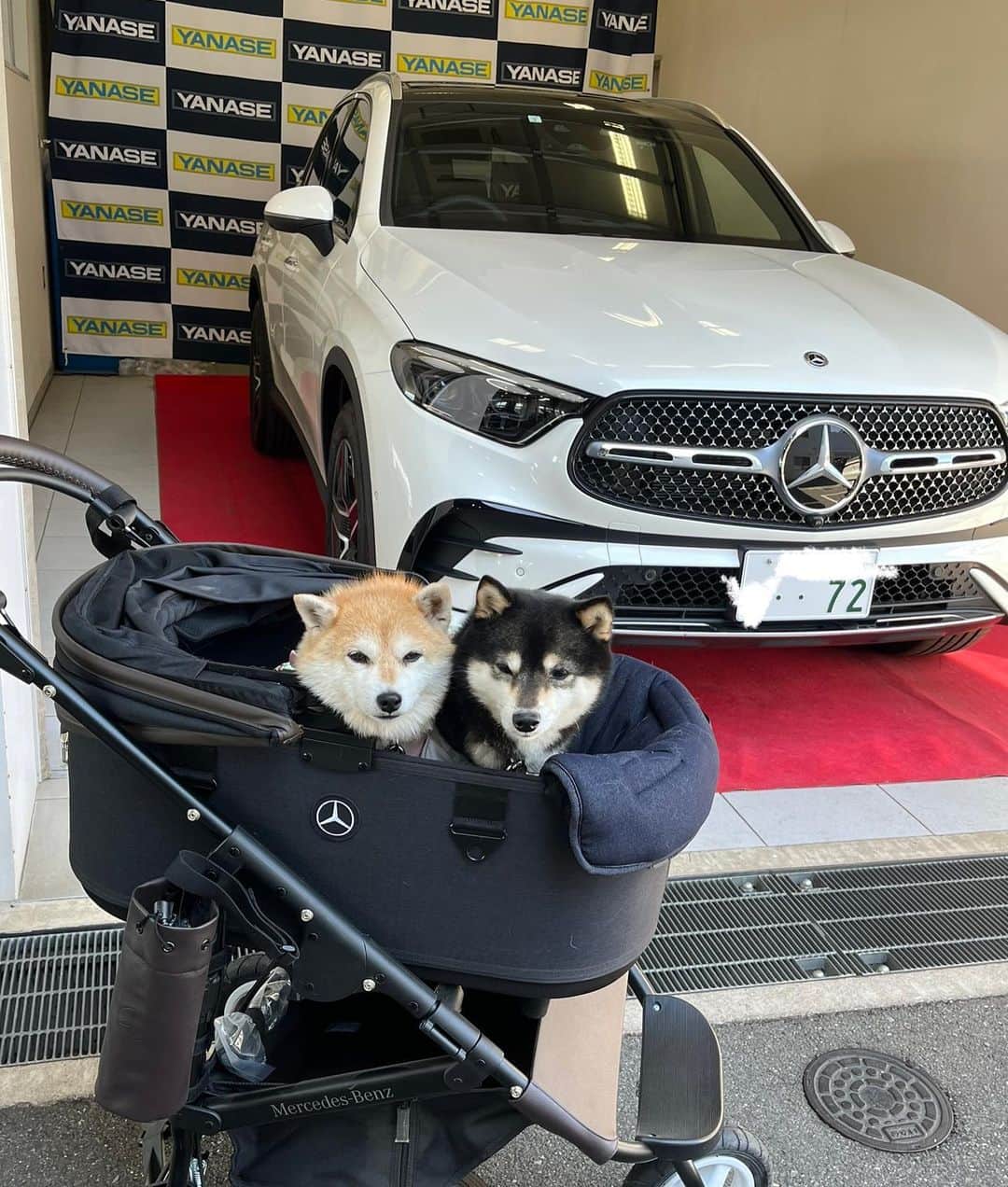 豆柴なつ&ふゆのインスタグラム