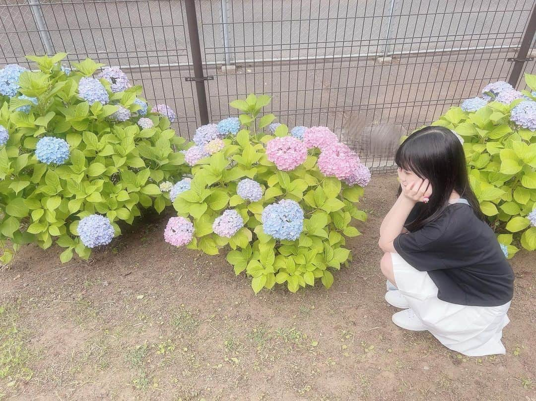 稲川玲のインスタグラム：「あじさい🩶🤍  ぴんく、水色、紫が混ざっていて綺麗✨  今日はTシャツと、スカートだったよ！ ‪‪❤︎‬ ‪‪❤︎‬ ‪‪❤︎‬  #ReichanWorld  #れいちゃん探検隊  #毎日投稿  #毎日投稿チャレンジ  #れい」