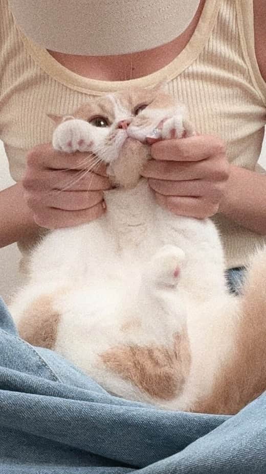 阿部マリアのインスタグラム：「我就懶 喵 #Queencard #みるくたん🐈」