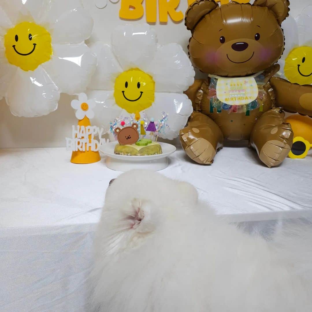 thesoy_yoonsoさんのインスタグラム写真 - (thesoy_yoonsoInstagram)「. 함모니와 할아버지가 생일이라고 용돈 주셔서 고기 잔뜩 사왔어요ㅋㅋㅋ . 케익 만들기 생파 시간 간당 간당하게 성공! . . 오늘 퐁키 생일 케익은 🍠고구마 위에 당근→고구마→브로콜리→고구마→닭가슴살→고구마→연어랑 소고기→고구마 . 무려10단 케익🎂 무염치즈와 오이로 마무리 . 곧 시작합니다 유튜브에서 만나요❤」5月28日 19時54分 - thesoy_yoonso