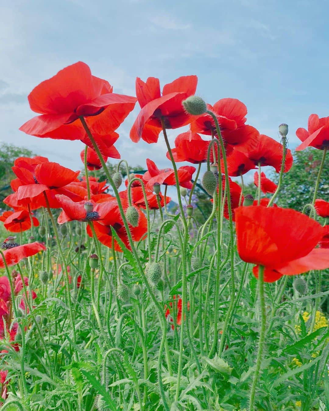 近野成美さんのインスタグラム写真 - (近野成美Instagram)「北川村「モネの庭」マルモッタン☘️ GW動画に入れてなかったけど、帰省した際に行って来ました。お庭はとても綺麗でご飯も美味しかったです☺️  #高知モネの庭  #四国 #モネ #印象派  #睡蓮 #オルセー美術館  #またいきたい🇫🇷」5月28日 20時07分 - konnsaaan