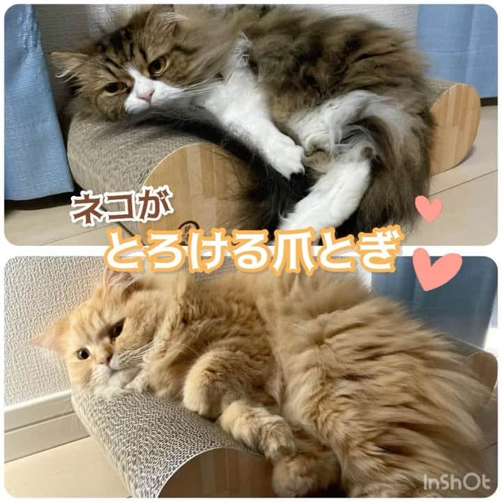 猫壱（ねこいち•ネコイチ）のインスタグラム：「猫がとろける❤︎❤︎ 枕になる肘掛けがいいのかも🥺  @ayaka06040901 さん お写真をありがとうございました😊 お写真の商品は バリバリベッドカール でした🐈  :::::::::猫壱 :::::::   猫壱商品を使ってくれている写真や動画に【猫壱写真館】のハッシュタグをつけてポストしてください✨  猫壱SNSなどでリポスト・紹介されるかも？！  猫壱HPにも掲載されるチャンスも🥺  ぜひ皆さんハッシュタグをつけてポストしてくださいね🥺    @necoichicojp のハイライトから応募要項をチェックして是非ご応募くださいね❤   Reproduction is  prohibited.  ...........................................................................  #猫壱写真館  #猫壱 #necoichi #猫好きさんと繋がりたい  #爪とぎ ...........................................................................」