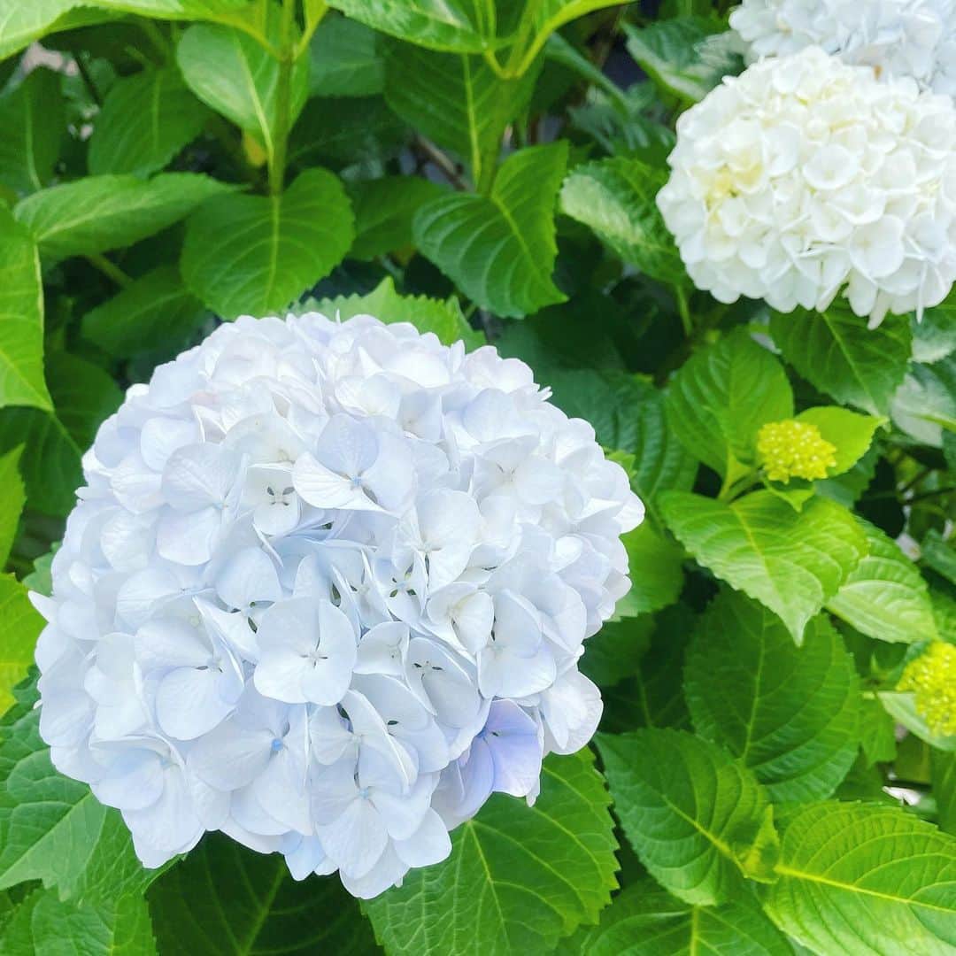 平野由実のインスタグラム：「もう紫陽花の季節💠 #紫陽花 #アジサイ #あじさい #flower #ajisai」