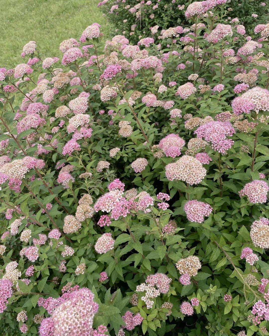 安めぐみさんのインスタグラム写真 - (安めぐみInstagram)「今日は広々とした公園へ🚶‍♀️🌿✨  #公園 #緑が綺麗でした #🌳 #今日もお疲れ様でした😊」5月28日 20時22分 - yasu_megumi_official