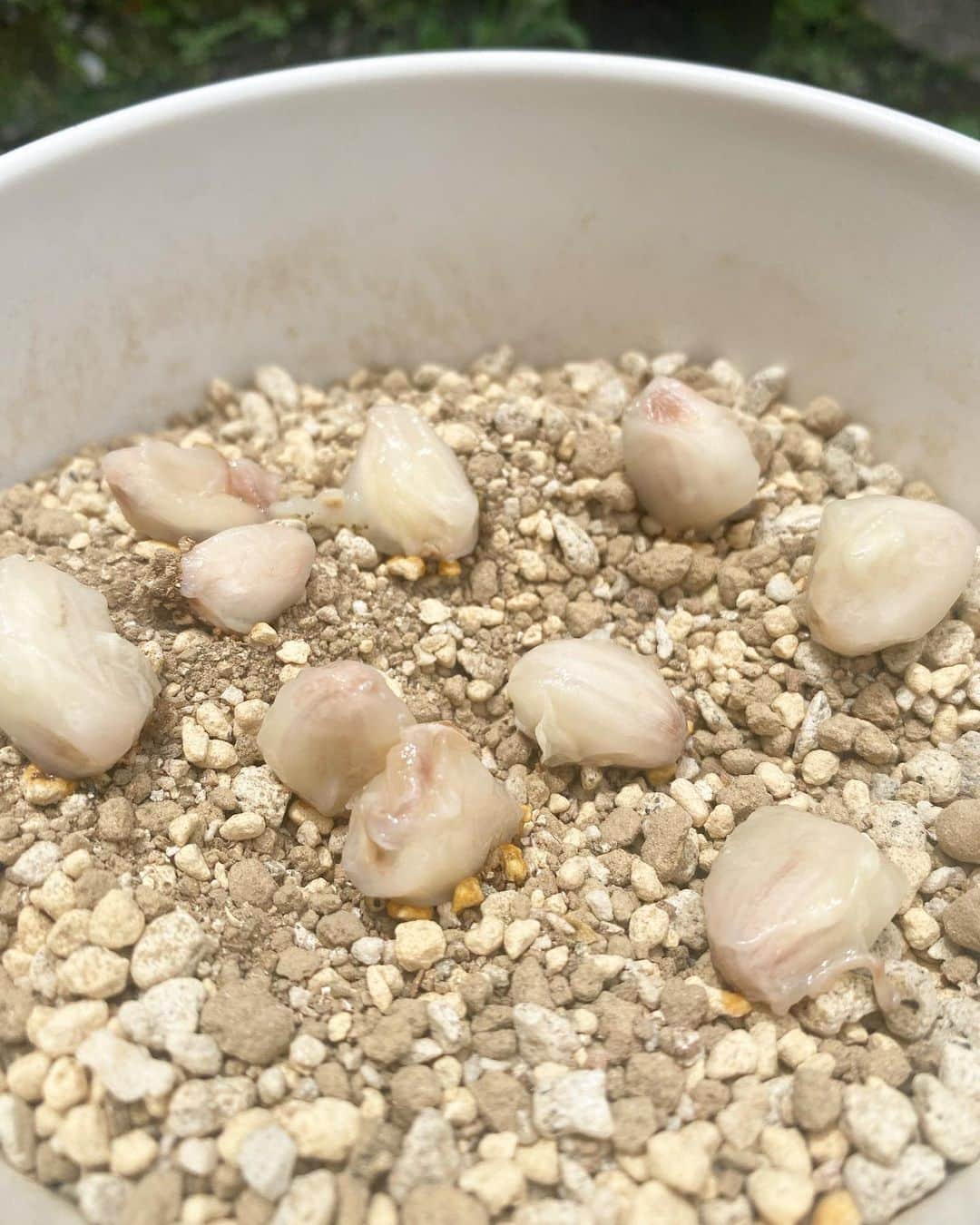 CRAFT CHOCOLATE WORKSのグルメインスタ