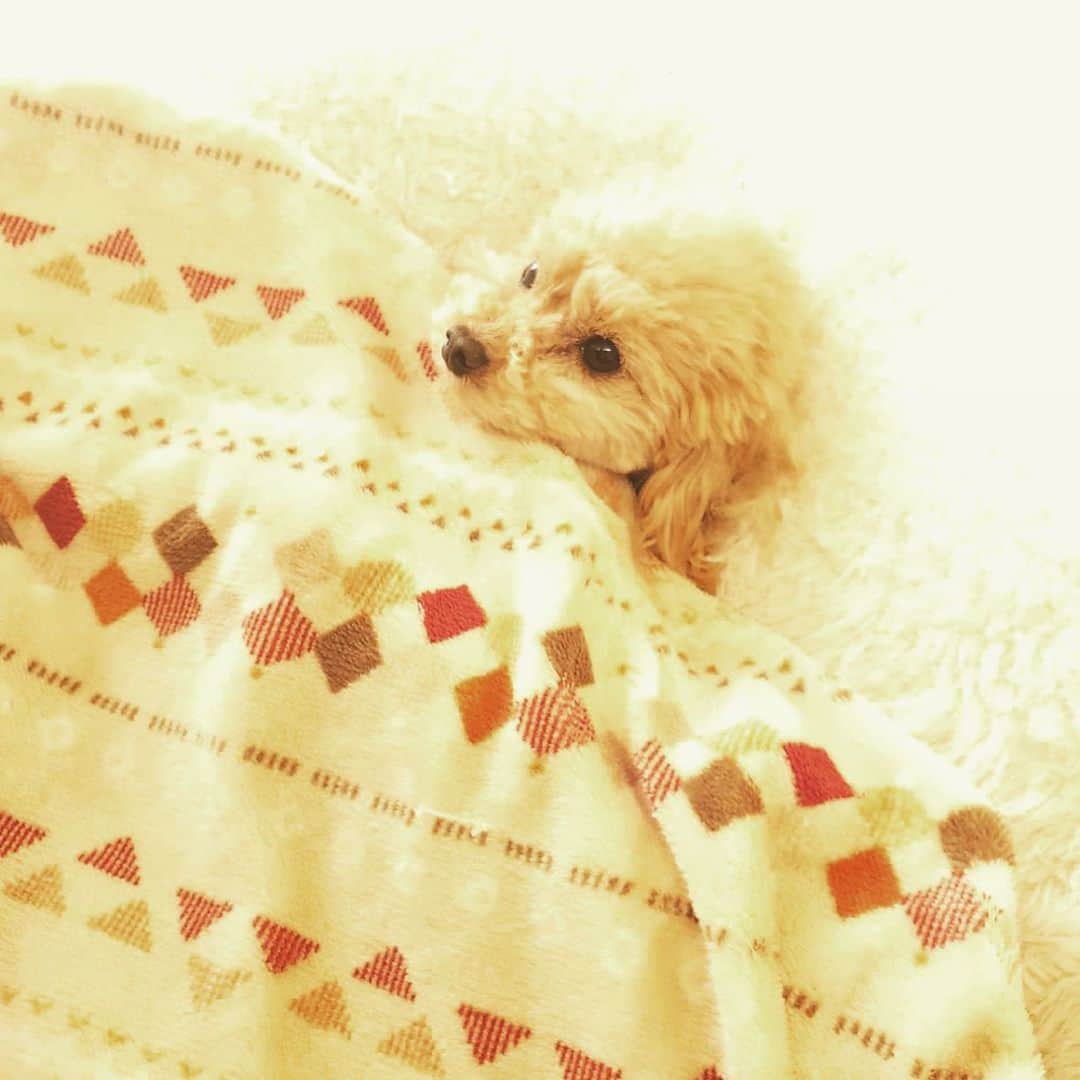 のインスタグラム：「絶対気持ちいいやつ😄🌤️  #トイプードル#といぷーどる #トイプ#愛犬#ペット#犬」