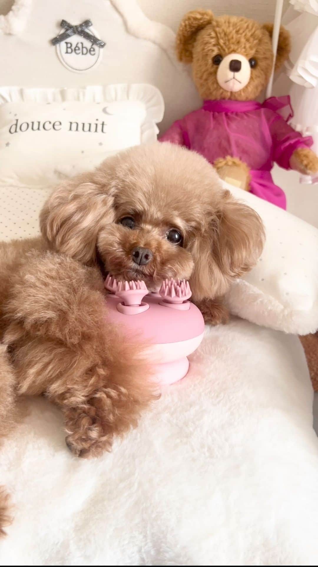 ショコラ❤︎あずき❤︎パンナのインスタグラム：「Spa Part.8 🪥🦷🫧  歯は大事🥹 最近は念入りに、、頑張ってます💪  最後の顔見て〜😂  #asmr #トイプードル #プードル #犬のいる暮らし #toypoodle #poodle #dog #instadog #cutedog #あずしょこぱん #パンナ #dogstagram」