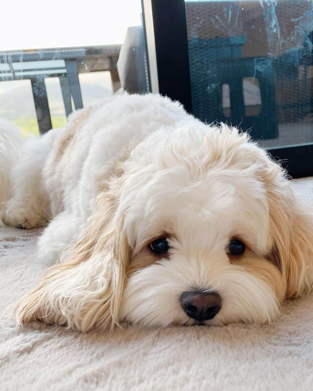 あんちゃんさんのインスタグラム写真 - (あんちゃんInstagram)「まったり🐶🌱  旅行中 ゆっくり流れる家族時間を のんびり過ごして満喫したあんちゃん🥰  お宿に大きなドッグランが付いてたり 周りにお散歩コースがあったりで 外では思い切り遊んで💨💨💨  室内ではまったりしてた印象🐶🌱  …いや。 ボール追いかけて 部屋のなか走り回ってたか。笑  でもみんなでまったりのんびりできて 幸せチャージできた旅☺️💕  #キャバションあんちゃん  #あんちゃん　#ぬいぐるみ犬 #スヌーピー  #スヌーピー犬 #キャバション　#キャバビション　 #キャバリア #キャバリアキングチャールズスパニエル #ビションフリーゼ　 #犬  #いぬすたぐらむ #犬のいる暮らし  #わんこなしでは生きていけません会 #いぬのきもち  #犬好きな人と繋がりたい #短足部　#比熊犬 #doglove #cavachon #inustagram #puppy  #snoopy #andy #멍스타그램 #개스타그램 #あさま空山望　#北軽井沢　#asamakuzanbo #gifted」5月28日 21時15分 - anchan_0115_andy