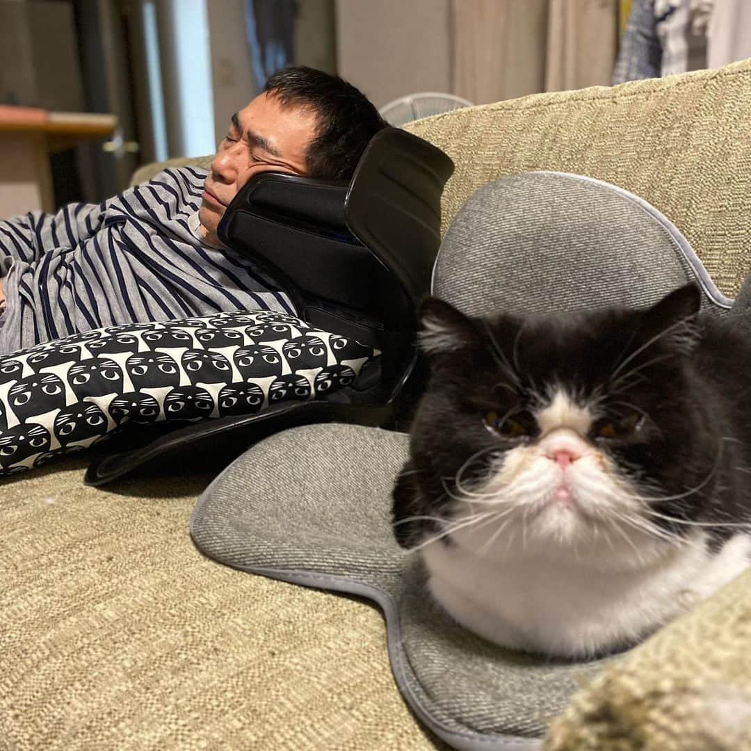 nemuru_catさんのインスタグラム写真 - (nemuru_catInstagram)「#ルーク#眠る夫  ポートレートで シャレオツに撮りました💤 * #ねこ部#cat#cats#neko#猫#catsofinstagram#bestmeow#catlover#ふわもこ部#エキゾチックショートヘア#exoticshorthair#はちわれ」5月28日 21時24分 - nemuru_cat