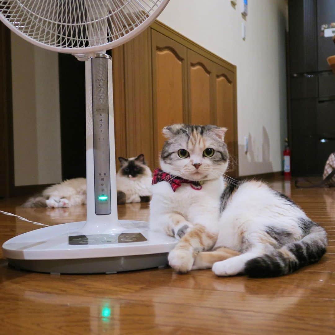 takegaeruのインスタグラム：「また扇風機の季節だねー😄 #扇風機 #脇息  #cat #scottishfold #猫 #スコティッシュフォールド #三毛スコ友の会」