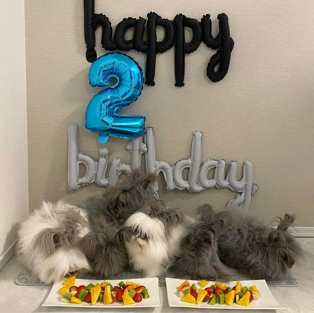 玉木碧のインスタグラム：「我が家の大切な家族🐰🐰🐰🐰🐰🐰6うさ達、2歳のお誕生日を迎えました🎂💕  モフ🐰とアル🐰との間に子供が授かり、自宅で7匹の出産を見届け 1匹は私の友人の元に引き取られましたが残る6匹はご覧のように我が家で暮らしています😂✨ うさぎ同士の喧嘩で怪我をする事が以前はあったものの、この一年は怪我もなく元気に過ごしてくれました！  友人が見る度に、「大きくなった！？」と聞かれますが 毛量が増えたり減ったり（トリミングして）するだけでもう大きくはなってません🤣  いつも癒しを本当にありがとう🥰 みんな🐰のことをどう癒してあげられるか常日頃考えています🥺  とりあえずお祝いは大好きな種類のフルーツ盛り合わせ🧡 フルーツあげすぎは身体に良くないけど、この日は特別ね🤭  #うさぎ #多頭飼い #イングリッシュアンゴラ #うさぎのいる暮らし  #うさぎ好きさんと繋がりたい  #誕生日 #2歳」