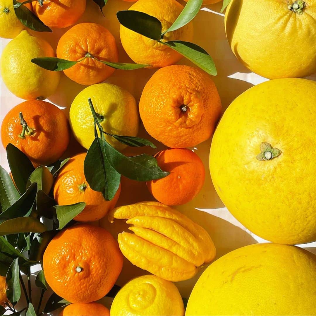 平野紗季子さんのインスタグラム写真 - (平野紗季子Instagram)「60種類以上もの柑橘がなる柑橘ミュージアムこと和歌山「紀州原農園」さんを訪ねたのは今年の2月の終わりのこと🍊原拓生さん @taku.harafarm が愛を持って育てた柑橘をひたすら食べに食べまくる柑橘100本ノックを経て出会った最高の果実で、プレミアムでスペシャルなノーレーズンサンド @noraisinsandwich を作ることになりました🤍まもなく詳細お知らせしますのでどうぞお楽しみに〜🍊🍋   それにしても梅の咲き誇る春のはじまりの田辺は本当に美しかったなあ。日帰りなのに強欲な寄り道により「はまだ」のチャンポン(田辺ではそばとうどんを一緒に鉄板で焼いたものを言う)や喫茶「エンゼル」や「喫茶館サバ」にも立ち寄れました。田辺の喫茶にはどこにでもティーソーダがあって、甘い紅茶にレモンを浮かべたしゅわしゅわ、田辺の春の光とシンクロして、あれはとてもよい飲み物でした🫧」5月28日 21時41分 - sakikohirano