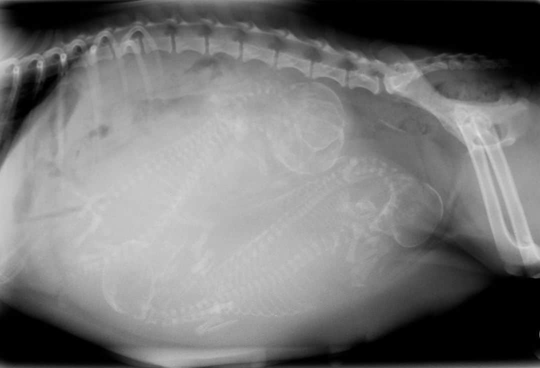 アニマルプラネットさんのインスタグラム写真 - (アニマルプラネットInstagram)「An X-ray of a dog pregnant with multiple puppies 🐶」5月28日 22時00分 - animalplanet