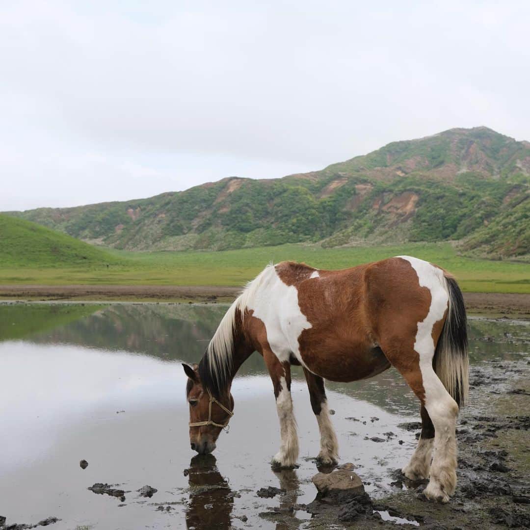 花見菜月さんのインスタグラム写真 - (花見菜月Instagram)「こんな近くで馬見たの初めてです🐂 静かで、豊かで、心がとても癒されました。 やはり山が好きです⛰」5月28日 22時00分 - ____naki.____