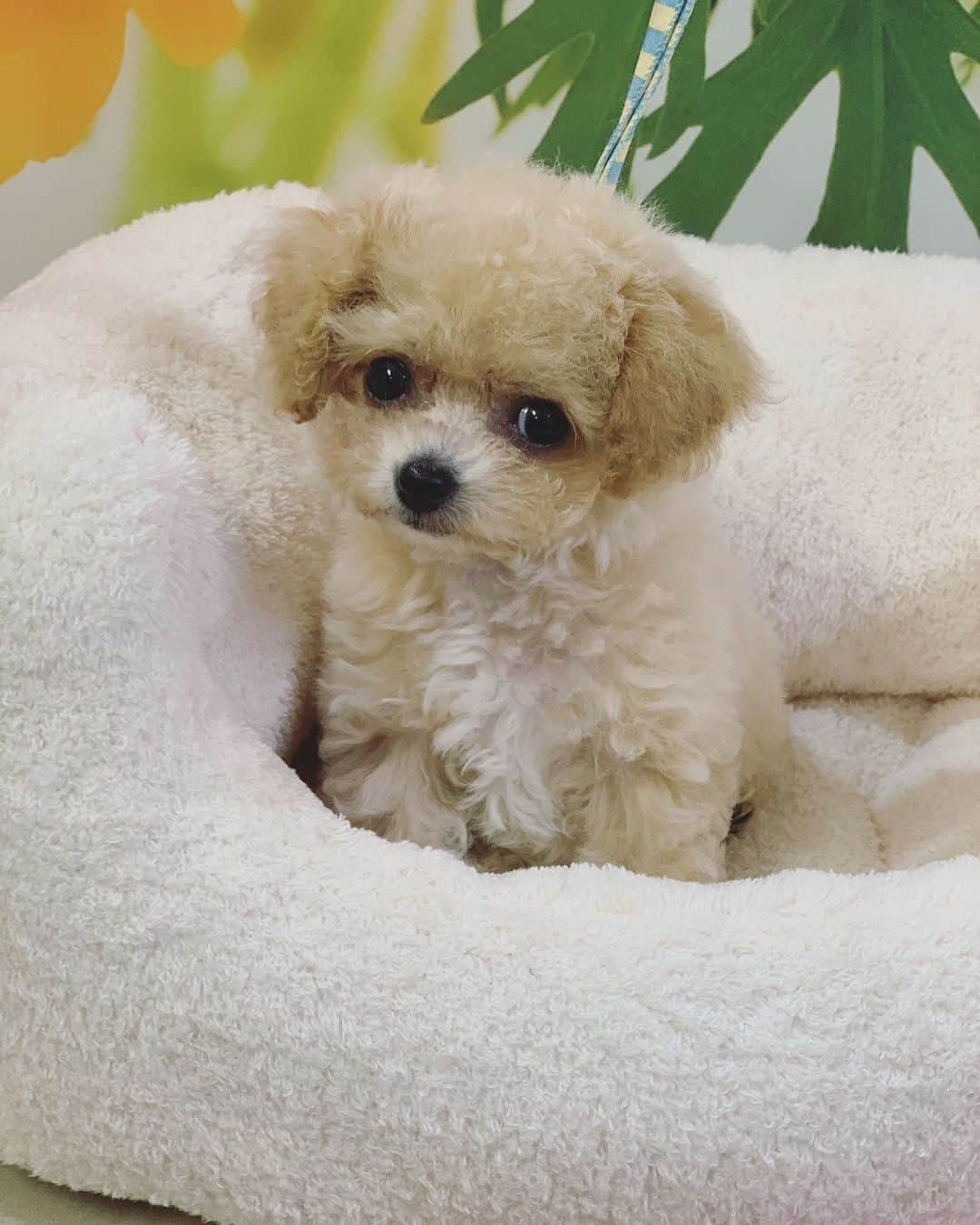 聖澤諒のインスタグラム：「家族が増えました🐶  600gの女の子です🥰  これからよろしくお願いします🤗  #愛犬#小型犬#ペット#３月生まれ#わんちゃん  #楽天イーグルス #rakuteneagles #楽天イーグルスアカデミー」