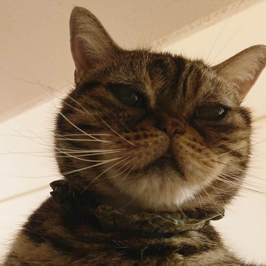 のインスタグラム：「ぼくの顔は きっと コンパスで描けるって おかあさんが 言うてるんやけど  そうなん？  んで、 コンパスってなんなん？  #americanshorthair #kitty #kitten #cat #cats #catstagram #neco #アメリカンショートヘア #ねこ #猫 #ネコ #にゃんこ #ニャンコ #猫部 #猫もふ #ねこのきもち #ねこのいる生活 #ねこのいる暮らし」