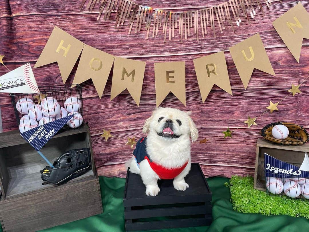 有田優理香のインスタグラム：「⚾️  生まれた時からカープ犬🎏 英才教育の賜物かな🥹🫰  今月のフォトブースも素敵すぎた〜📸  撮影の後はお店のお姉さんに いっぱい可愛がっていただきました！ デレデレ感はさすが男の子🤦‍♀️笑 途中でおパンツがずれちゃってるのはご愛嬌…☺️  @hiroshima_biogance  楽しませていただき有難うございました🐶💓  #pekingese #ペキニーズ #ひろしまゲートパーク #シミントひろしま #いぬすたぐらむ #カープ犬」