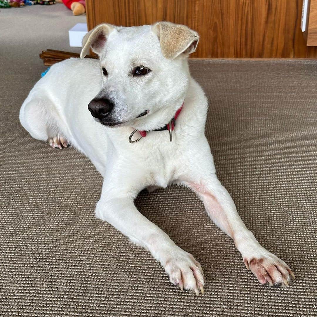 津田大介のインスタグラム：「先日のいわきからの沼津で移動距離多めですが、今日は犬充してきました。かわいかったな……。」