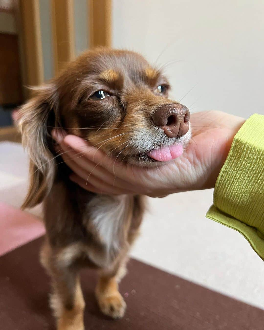 加藤一華のインスタグラム：「. 最近さらにあざとさを極めた ベロ丸出しの茶色いやつ🐶 バテるとおじいちゃん👴🏻♨️  #犬のいる暮らし  #わんこのいる生活  #チョコタンチワックス #チワックス #名をぷんたと申す」