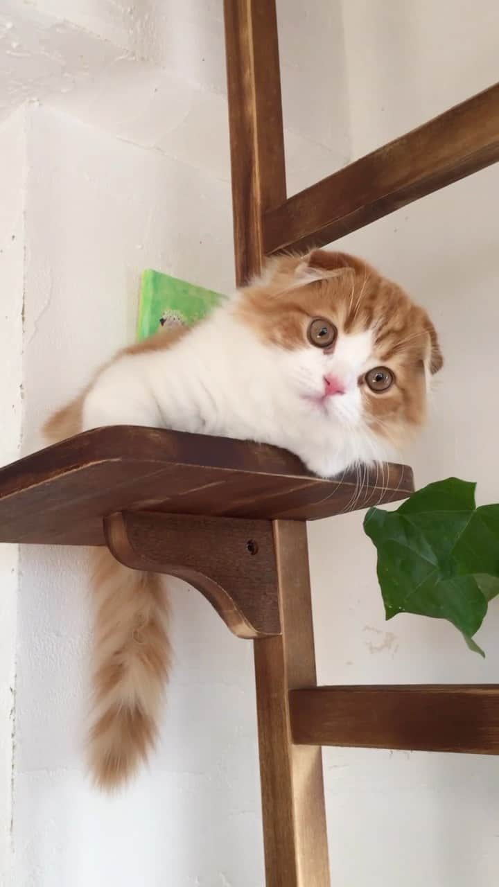 yayoi89のインスタグラム：「2016→2023🦁  6kg超えのタラちゃん 貫禄ついたなぁ〜🦁  #weeklyfluff #cat #scottishfold #adorable #beautiful #kitty #catsofinstagram #instacat #instacat #9gag #meowed  #ふわもこ部 #スコティッシュフォールド #ねこ #猫 #にゃんすたぐらむ #ペコねこ部 #猫のいる暮らし #かわいい」