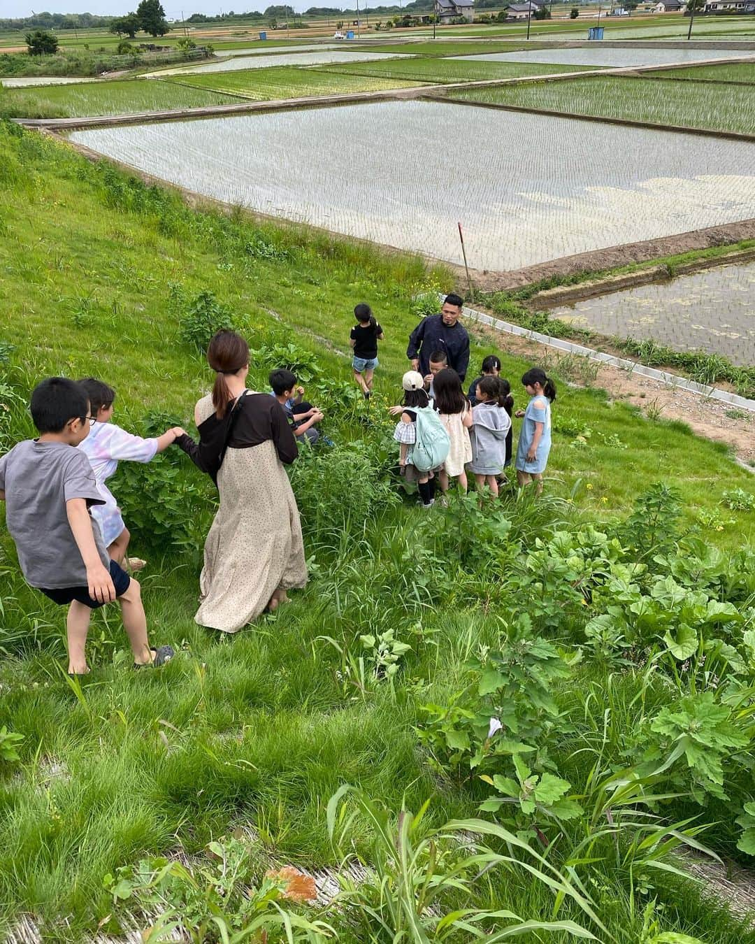 西浦聡生さんのインスタグラム写真 - (西浦聡生Instagram)「今日は小見川道場のみんなと茨城まで田植えに行って、その辺の草食べて、カエル捕まえて巴投げ飲んで良い一日だった。  #小見川道大 #西浦ウィッキー聡生  #田植え #柔米 #neojudo  #巴投げ」5月28日 23時32分 - wicky_nishiura