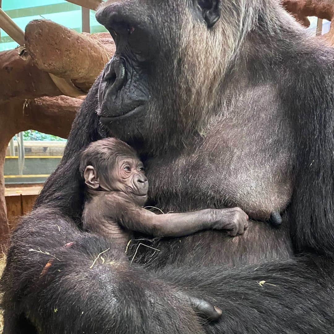 スミソニアン国立動物園さんのインスタグラム写真 - (スミソニアン国立動物園Instagram)「❤️🦍 A new #GorillaStory chapter has begun! We are delighted to share that Calaya and Baraka welcomed their second baby early in the morning Saturday, May 27. The primate team reports that the family is doing well. They have observed the baby nursing, and it appears to be healthy and strong. Because Calaya is cradling her newborn closely, it may be some time before animal care staff can determine its sex.  . . .  To give Calaya and her infant a quiet space to bond, the Great Ape House is currently closed. It will reopen Tuesday, May 30. 🎉 Join us in welcoming the newest member of our western lowland gorilla troop! LEARN MORE: https://s.si.edu/3IMJBet. (Link in bio.) . . .  📸 Photo: Newborn gorilla cradled by mother Calaya, a 20-year-old female western lowland gorilla. She gave birth to her second offspring May 27 at the Smithsonian’s National Zoo and Conservation Biology Institute.」5月28日 23時37分 - smithsonianzoo