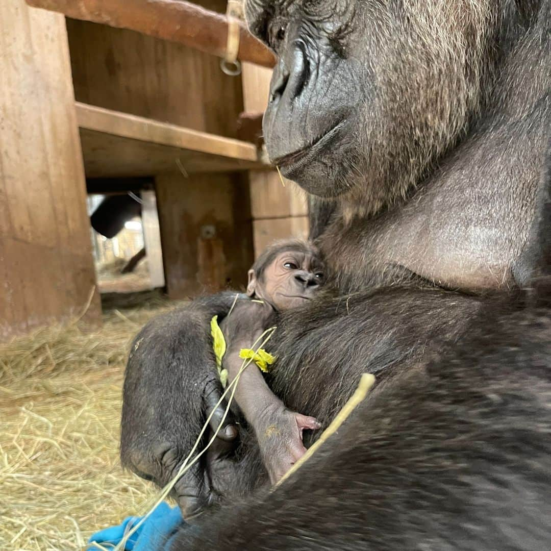 スミソニアン国立動物園さんのインスタグラム写真 - (スミソニアン国立動物園Instagram)「❤️🦍 A new #GorillaStory chapter has begun! We are delighted to share that Calaya and Baraka welcomed their second baby early in the morning Saturday, May 27. The primate team reports that the family is doing well. They have observed the baby nursing, and it appears to be healthy and strong. Because Calaya is cradling her newborn closely, it may be some time before animal care staff can determine its sex.  . . .  To give Calaya and her infant a quiet space to bond, the Great Ape House is currently closed. It will reopen Tuesday, May 30. 🎉 Join us in welcoming the newest member of our western lowland gorilla troop! LEARN MORE: https://s.si.edu/3IMJBet. (Link in bio.) . . .  📸 Photo: Newborn gorilla cradled by mother Calaya, a 20-year-old female western lowland gorilla. She gave birth to her second offspring May 27 at the Smithsonian’s National Zoo and Conservation Biology Institute.」5月28日 23時37分 - smithsonianzoo