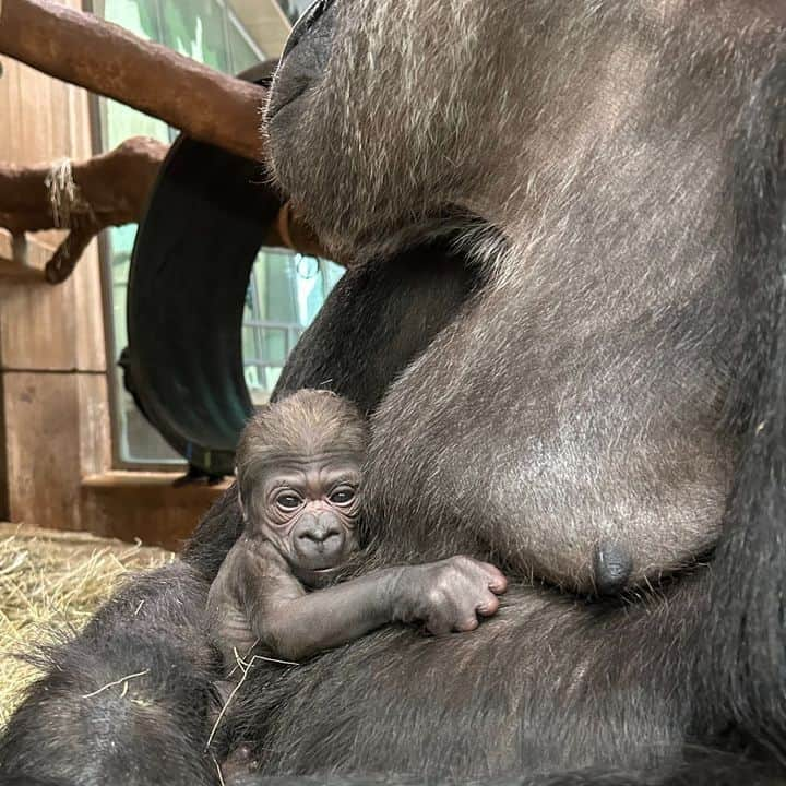 スミソニアン国立動物園のインスタグラム