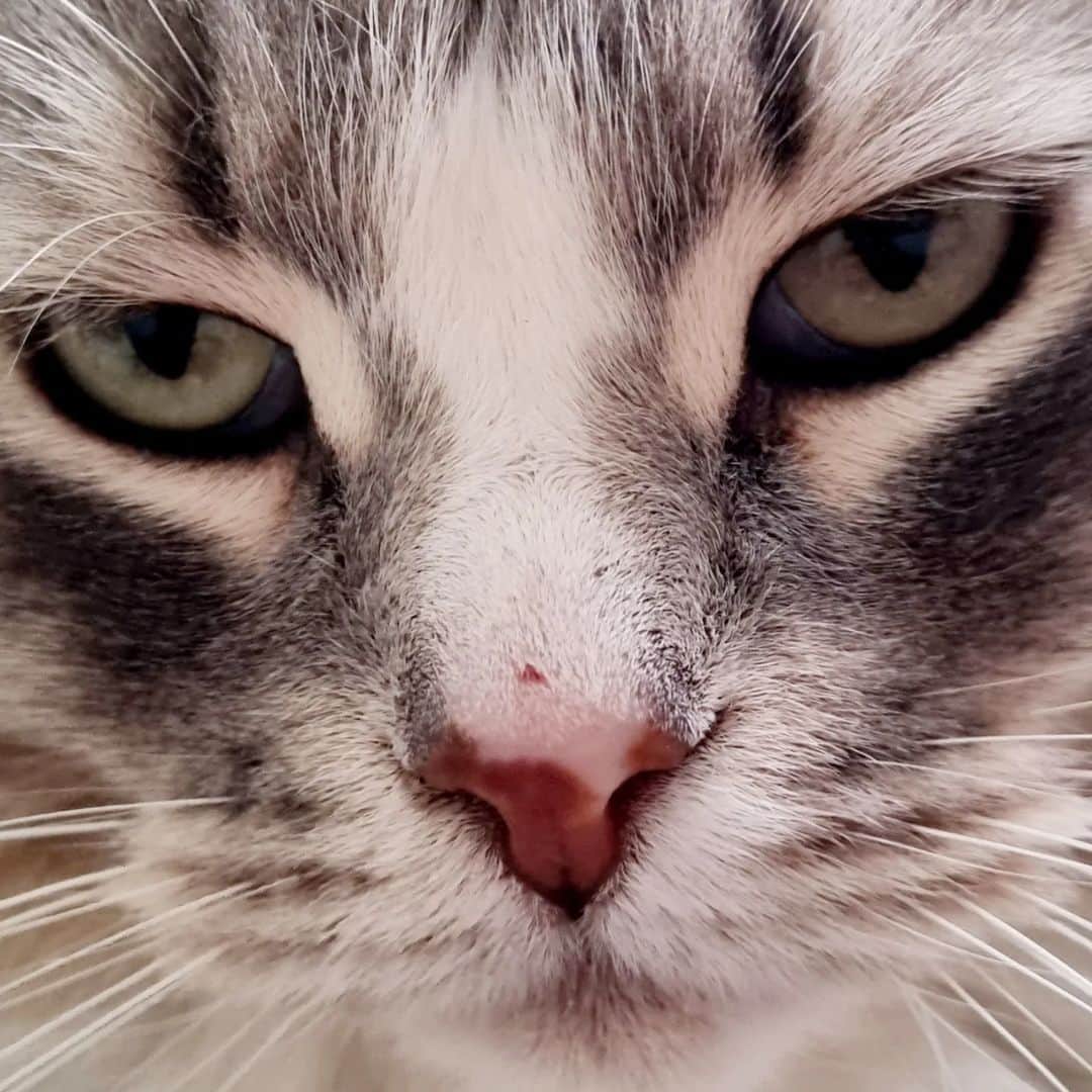 Nila & Miloのインスタグラム：「Woe is me! 😪 Stupid Nila stabbed my nose with her claw just because I ambushed her. 😇🙈 #karma #instant #justice #whycantwebefriends」