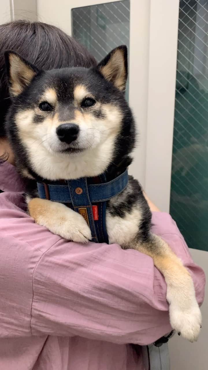 吾子のインスタグラム：「・ ・ ・ ・ ・ お出かけだって🐶❤️ ・ なぜかカメラ目線🥹 ・ おかしゃんの抱っこ🐶 ・ ・ ・ ・ ・ ・ ・ ・ ・ ・ ・ ・ ・ ・ ・ ・ ・ ・ ・ #買い物だって #ジョイフルでおやつ買ったワン🐶❤️ #sapporo  ・ 北海道の柴犬 #柴北会 の皆ワン🐶あったかくなってきたねー ・ #adorable #instadog#shibainu#dog#柴犬ライフ #instashiba#柴犬マニア #9gag #barked #kuroshiba#socute #cutedog#いぬのきもち #黒柴 #dogstagram_japan」