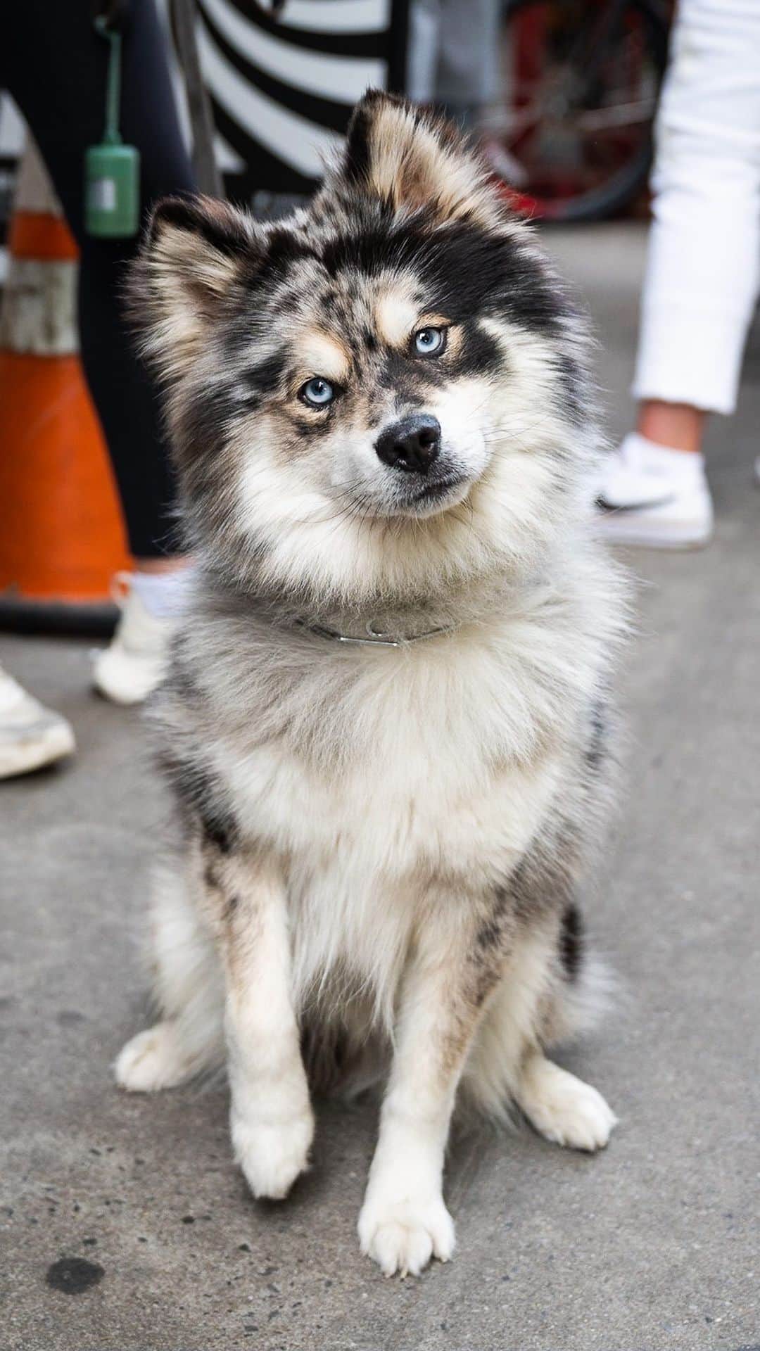 The Dogistのインスタグラム：「Buck, Pomsky (1.5 y/o), Prince & Mulberry St., New York, NY • “He’s crazy, but he’s great. He’s super sweet and really smart. He’s food obsessed, but you can train him with it. He got stolen once for eight days – he was a really cute puppy, and someone dognapped him. I went crazy – I put tons of ads all over Facebook, I covered all of San Diego in posters, and I had a dog detective. I had to pay to get him back. He was okay at the end of the day.”」