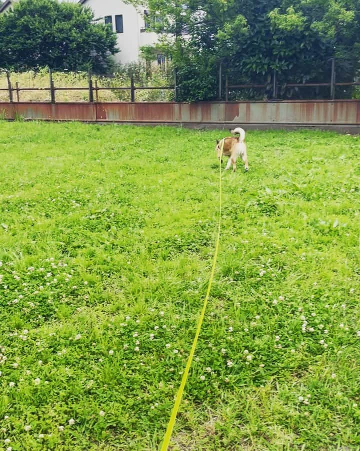 佐々木海のインスタグラム：「走り犬かわいすぎる🥺  #犬 #イヌ #イヌスタグラム #いぬすたぐらむ #犬バカ部 #いぬばか部 #ふわもこ部 #いぬら部 #犬のいる暮らし #保護犬 #元野犬 #雑種 #雑種犬 #ビビり犬 #里親 #保護犬を家族に #保護犬を飼おう #殺処分ゼロ #dogstagram #rescuedog #rescueddog」