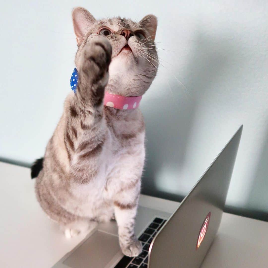 nala_catのインスタグラム：「Why did the cat sit on the computer? 💻 🤭  Because it wanted to keep an eye on the mouse!」