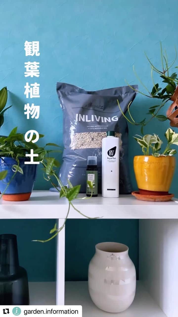 のインスタグラム：「バイオゴールドの土、肥料、活性液の観葉植え替えセット♪  土はサラサラで土埃もたたずても汚れない^ ^ 根腐れしにくい団粒構造の土で繰り返し使えます☺️  LOVEGREENアンバサダーの　@garden.information さんがポトスエンジョイで実際に植え替えしてくれました😆  #バイオゴールド観葉植え替えセット」