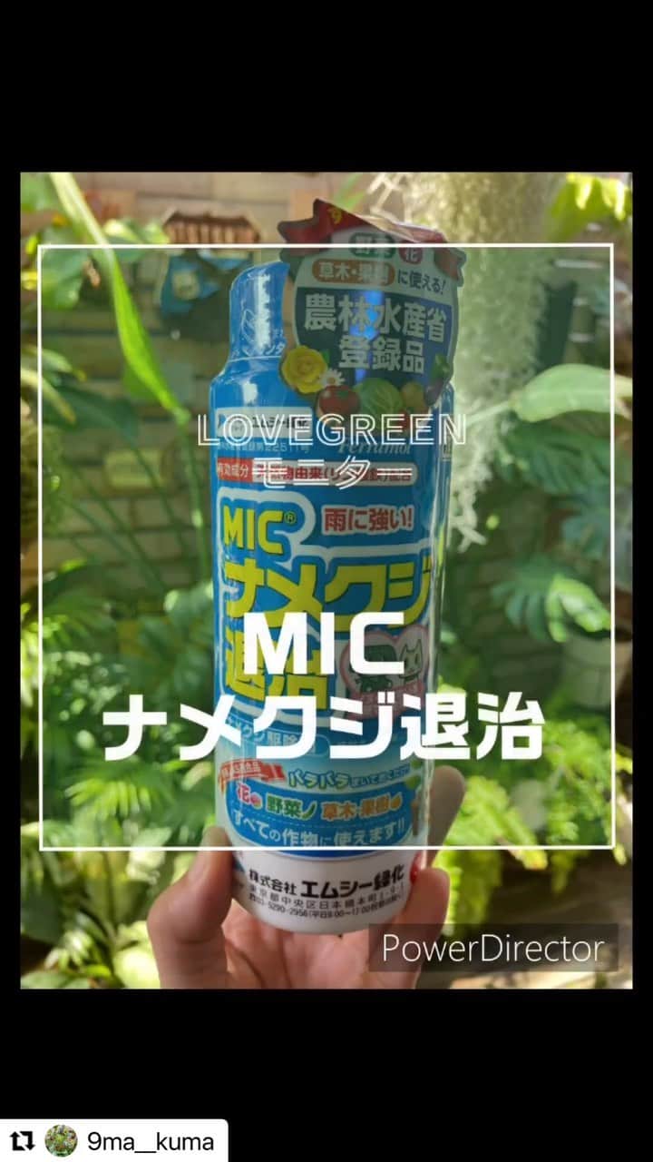 のインスタグラム：「ジメジメ梅雨は彼らの季節。  そう、ナメクジさんです🥲  LOVEGREENアンバサダーの　@9ma__kuma さんが「MICナメクジ退治」を使ってくれました😆  これ、すごいんです。わんちゃん猫ちゃんにも安心、もちろん植物にも。  ぱらぱらとまくだけで夜のうちにナメクジを誘引して、巣に戻って2〜3日後にお亡くなりになるので、ナメクジの姿を見ないで退治できるんです🙌  これからの季節、ナメクジにお困りの方はぜひお試しください^ ^  #micナメクジ退治 #なめくじ #ナメクジ#ナメクジ対策　#なめくじ対策」