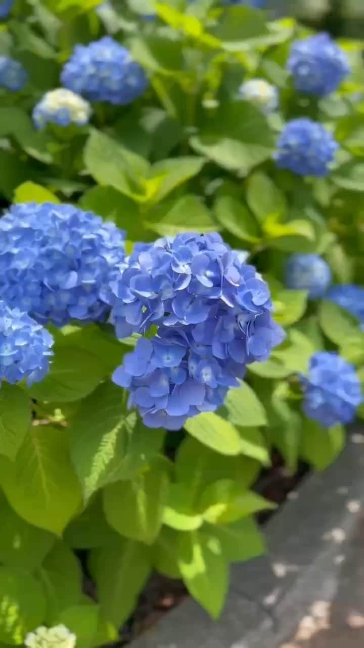 Miraikan, 日本科学未来館のインスタグラム