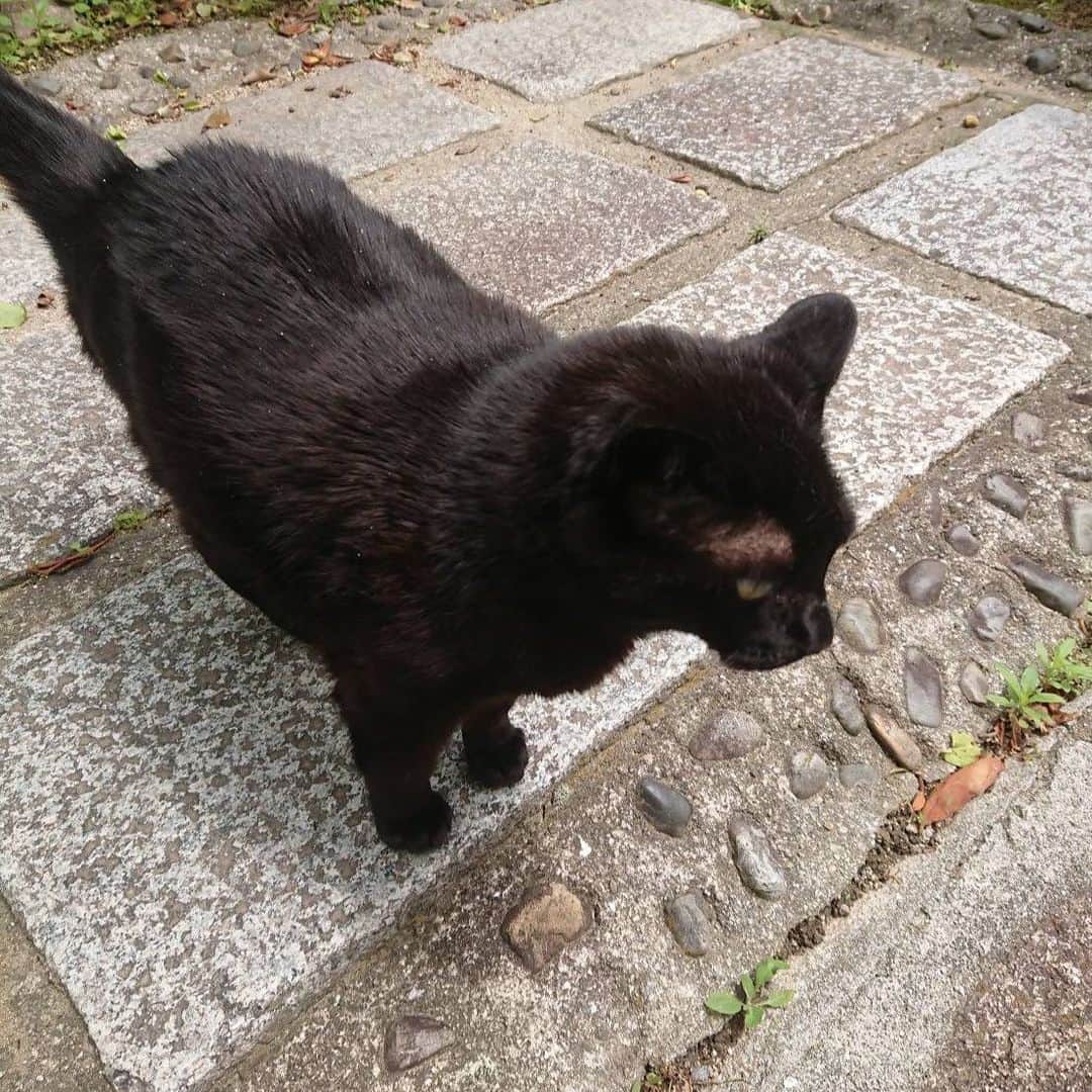 おかざきななさんのインスタグラム写真 - (おかざきななInstagram)「@n.okazaki 【出張〜お散歩日和】  こんばんは！ おかざきななです。  月の半分以上は 出張で全国を飛び回っています。 全国の仲間に出会えることや 新しい出会いが生まれる事に日々感謝。  先日、 神戸北野をブラブラしていたら 可愛い黒猫ちゃんに出会いました🐈  キュートでセクシー♡  魅力向上の秘訣は… @n.okazaki の過去投稿からチェックよ💖  おかざきななの公式LINEでは さらに詳しく 「大人の色気」「魅力アップ」をお伝えしています。 ハイライトからチェックよ💋 ＿＿＿＿＿＿＿＿＿＿＿＿＿＿＿＿＿＿＿＿＿＿＿＿  この投稿が役に立つと思ったら いいね＆コメントもよろしくお願いいたします💋  人は20分後には約40％… 1日後には70％忘れてしまうと言われているの！  後で見返したい・忘れたくない時は保存をしてくださいね♪ おかざきななへの質問もお気軽にコメントから💖  #おかざきなな #美魔女#還暦美女  #女性起業家 #大人の色気  #神戸散策 #神戸北野 #黒猫 #動物 #女性経営者の休日 #休日 #ぶらり散歩 #大人の色気セミナー #ヴィジュアルトレーニング」5月29日 18時30分 - n.okazaki